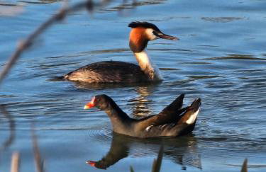 Aylesbury Lodge - Foto 26