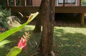 Casa Costa na beira da Lagoa acesso trilha ou barco - Foto 7