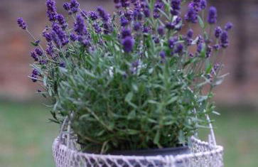 Ferienwohnung auf Pferdehof bei Neustadt - Foto 21