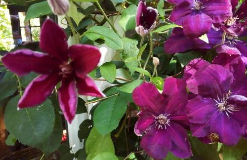 Ferienwohnung am Walnussbaum - Foto 22