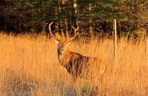 West Highland Snug - Foto 2