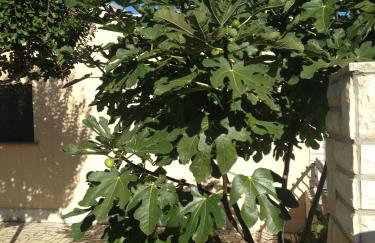 Apartments Villa Kristina - Photo 19