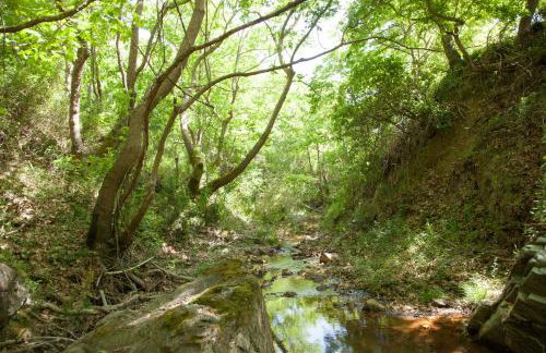 Villa Olea-Renieri - Foto 32