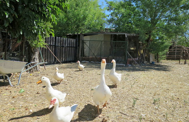 Bellosguardo - Foto 39