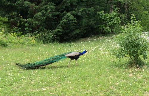 Sangrato 1883 - Foto 30