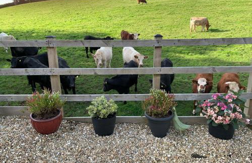 Little Bo Peep - Foto 15