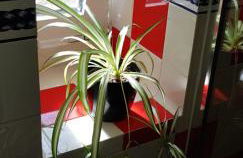 Charme de Monsaraz II - Foto 42