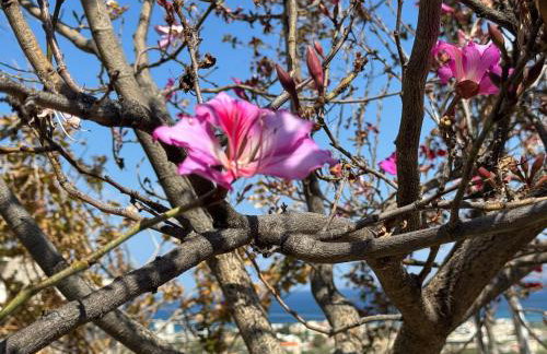 Roboboss Garden Rooms - Foto 22