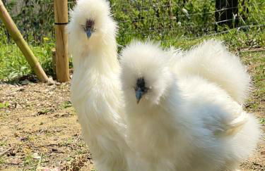 Cozy Chalet in Castell'Arquato 90 m² with Private Pool - Foto 71