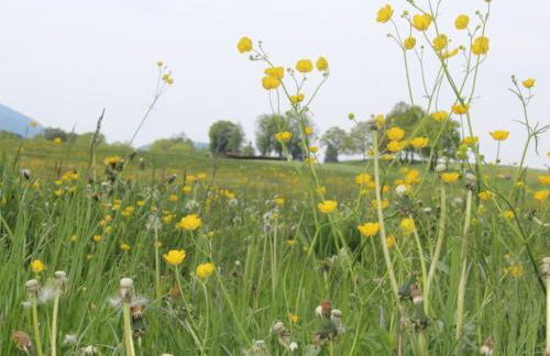 Melf 3 Comfortable holiday residence - Foto 4