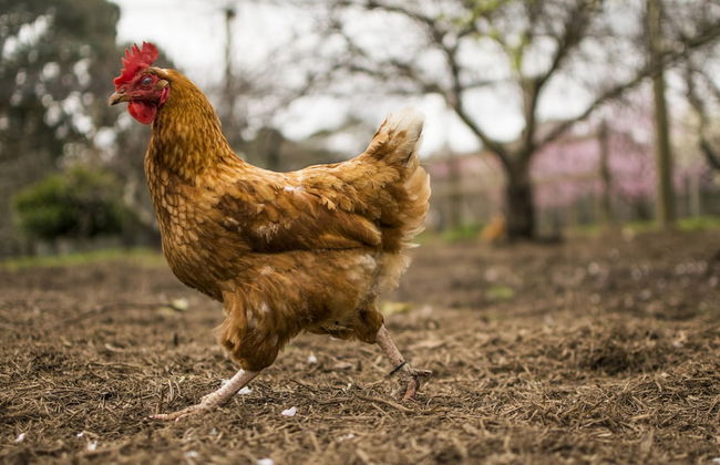 Freshwater Creek Cottages and Farm Stay - Foto 59