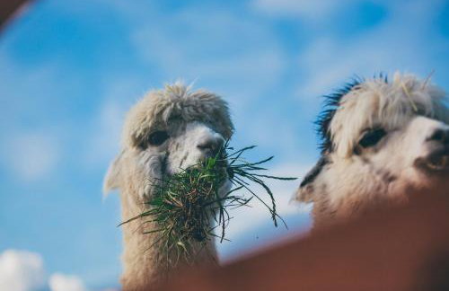 Agroturystyka Nad Łąkami - Foto 16