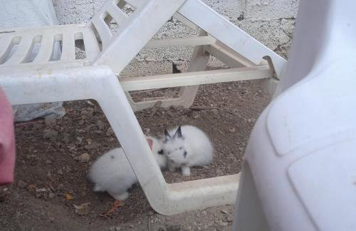 Το Μικρό Σπίτι στη Φάρμα! - Photo 19