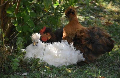 pipowagen Blagour gelegen aan waterbron - Foto 17