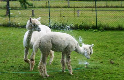 Urlaub mit Alpakas - Foto 41