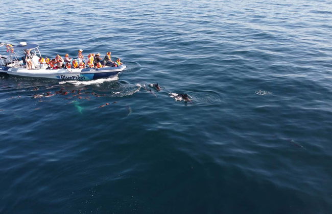 Avistamiento de delfines en Lagos - Foto 9