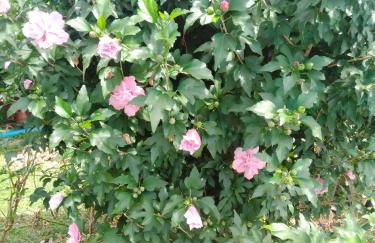 Gästehaus Brunhilde - Foto 8