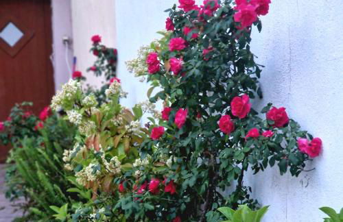 Afroditi's 2 - Photo 17