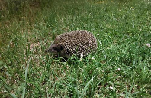 Villa Andjelija - Foto 48