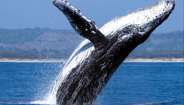 Una ballena saltando en el agua