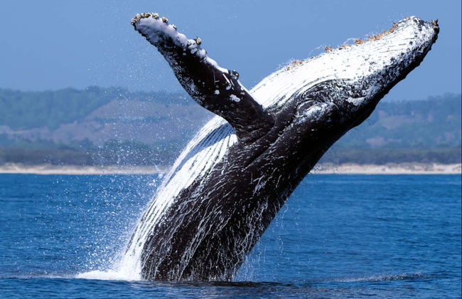 Nadar com tubarões em False Bay - Foto 4