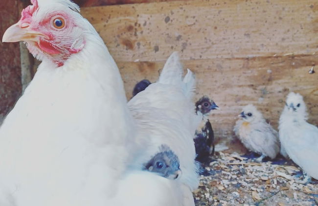 Secluded Converted Horsebox Retreat in Welcombe - Photo 9