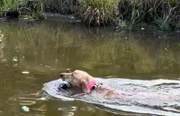 Country Retreat with ponds-views-porches & pups - Foto 76