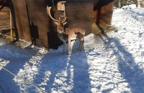 Gemütliche Ferienwohnung in Sankt Blasien - Foto 41