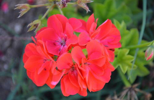 Azienda Agrituristica Caridà - Foto 37