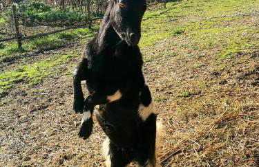 Pietra Antica Agriturismo - Foto 25