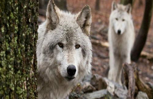 Grottino Apartment Parco Velino Sirente - Foto 32