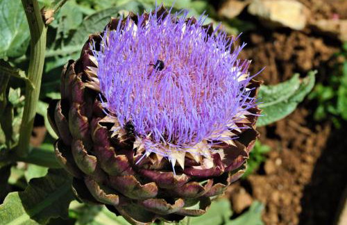 "Andrija" apartmen's - Foto 34