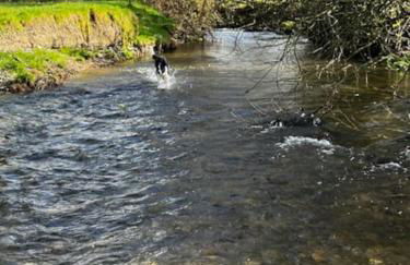 Little Dolwen - Sioned - Photo 18