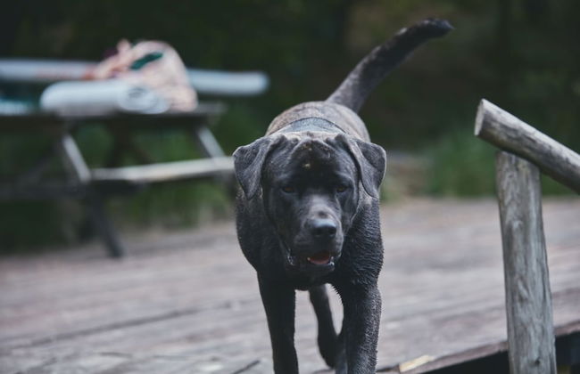 Mushroom Yurt set in 4 Acres of Woodland and Lakes - Foto 9