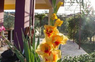 Ktima Anastasia - Foto 60