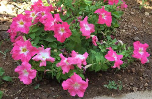 Les Asphodèles - Foto 15