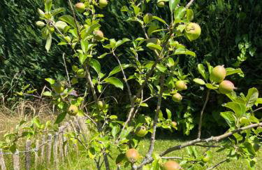 Eiderperle - Foto 24