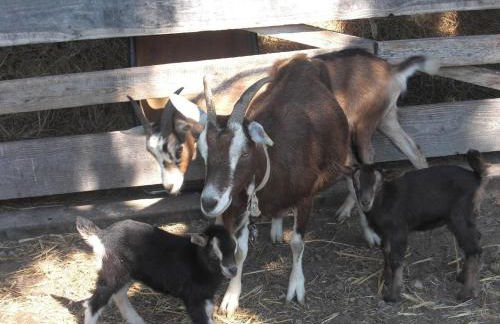 Ferienhof Heidemann - Foto 10