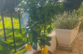 Marinella al Mare - Foto 27