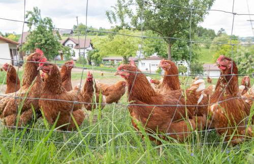 Ferienhof Biegger - Foto 3