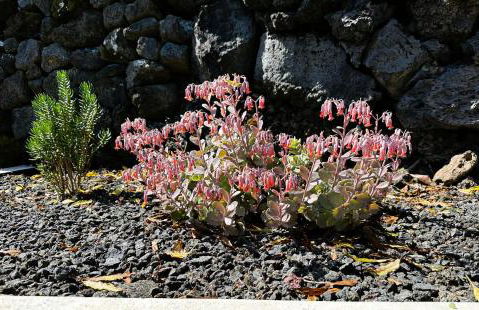 Adega Baía Azul - The essence of Pico - Photo 17