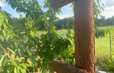 KURNIK - Domek pod lasem - Foto 42