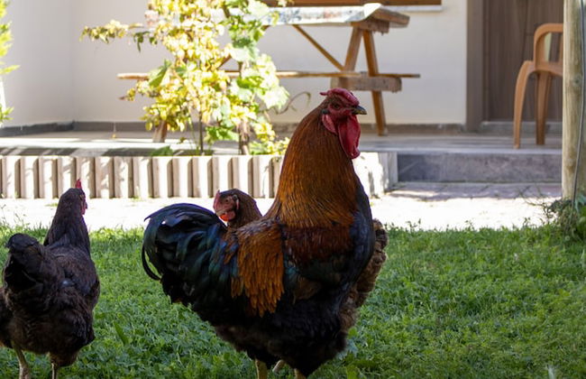 Gunes Thermal Hotel - Foto 52