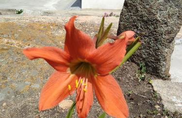 Chácara Sossego - Foto 29