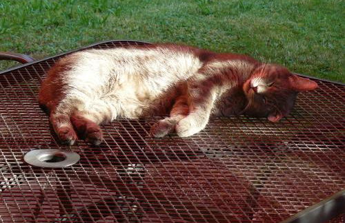 HummelCasa Ferienhaus Bayreuth - Foto 36