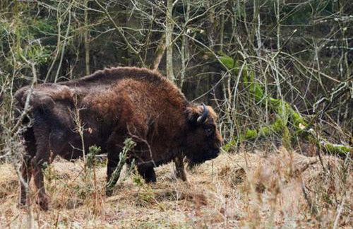 Uroczysko Sosnówka - Foto 19