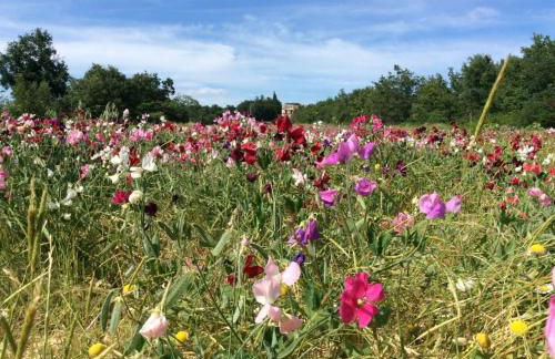 mas des broussonnetiers - Photo 17