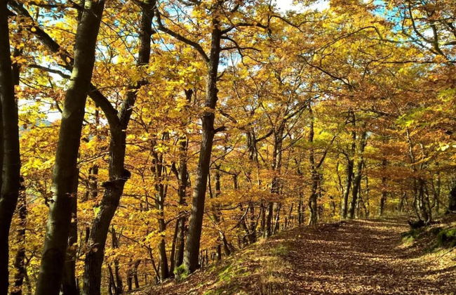 Apartment in Medebach Near Ski Lift - Foto 26