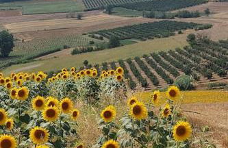 Ca' San Lorenzo - Villa panoramica con piscina - Vignale Monferrato - Foto 3