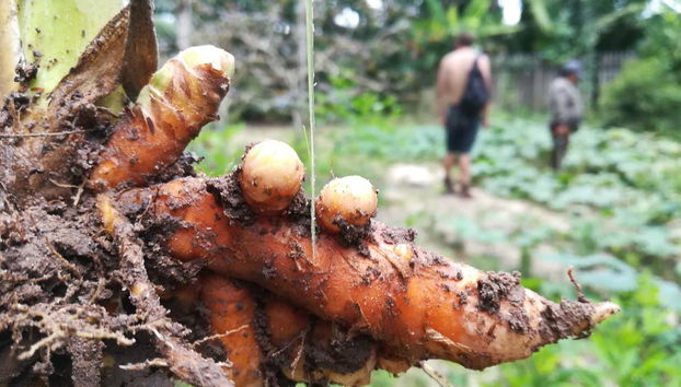 Traditional Amazonian Cooking Workshop - Foto 2